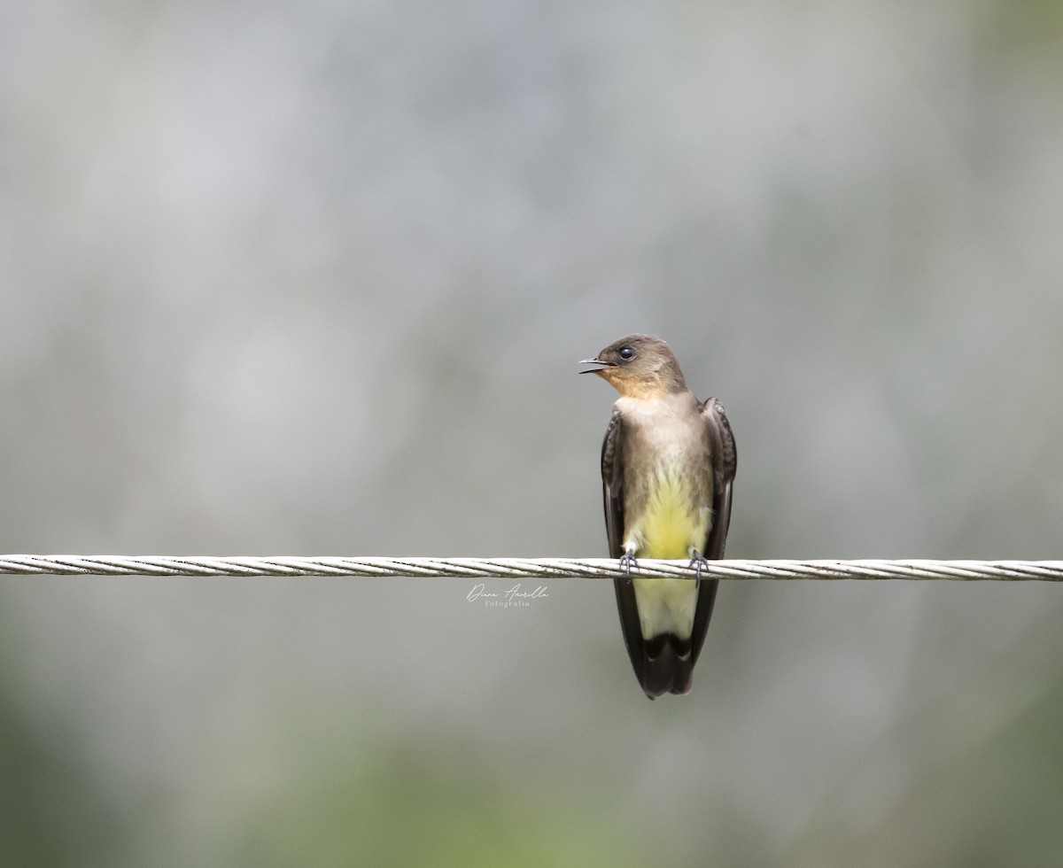 Southern Rough-winged Swallow - ML613467683