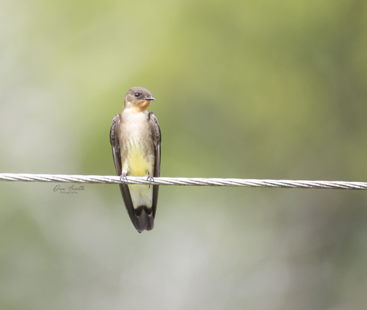 Southern Rough-winged Swallow - ML613467684