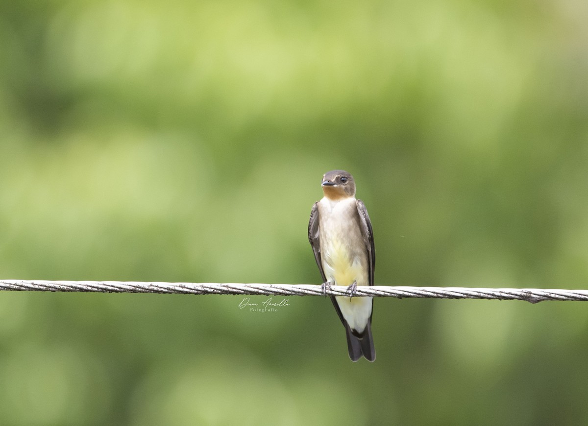 Southern Rough-winged Swallow - ML613467685