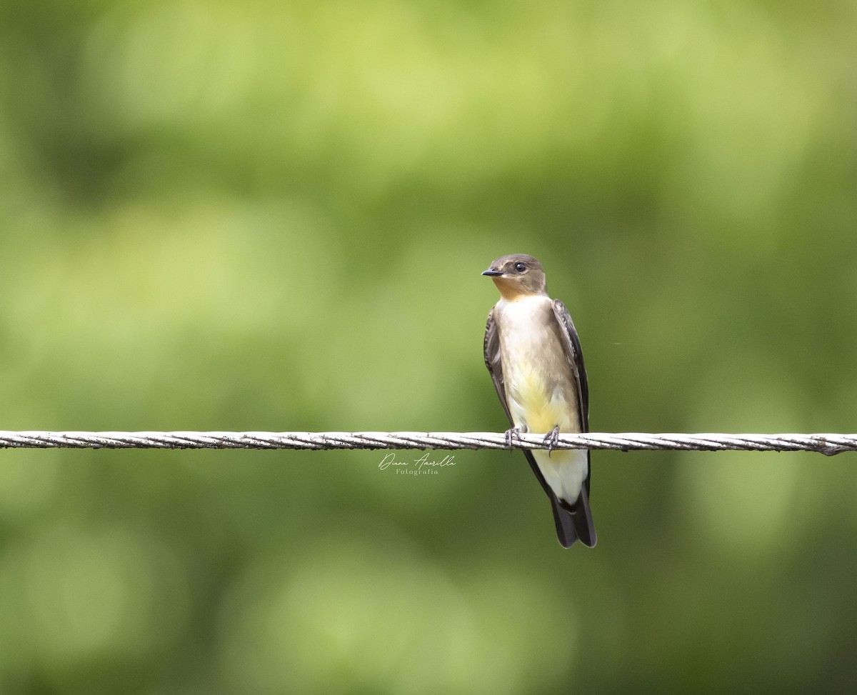 Southern Rough-winged Swallow - ML613467686