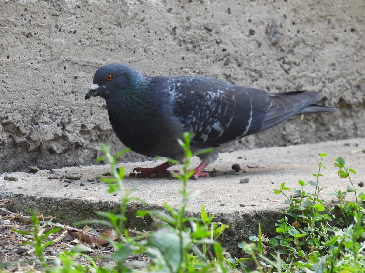 Rock Pigeon (Feral Pigeon) - ML613467765