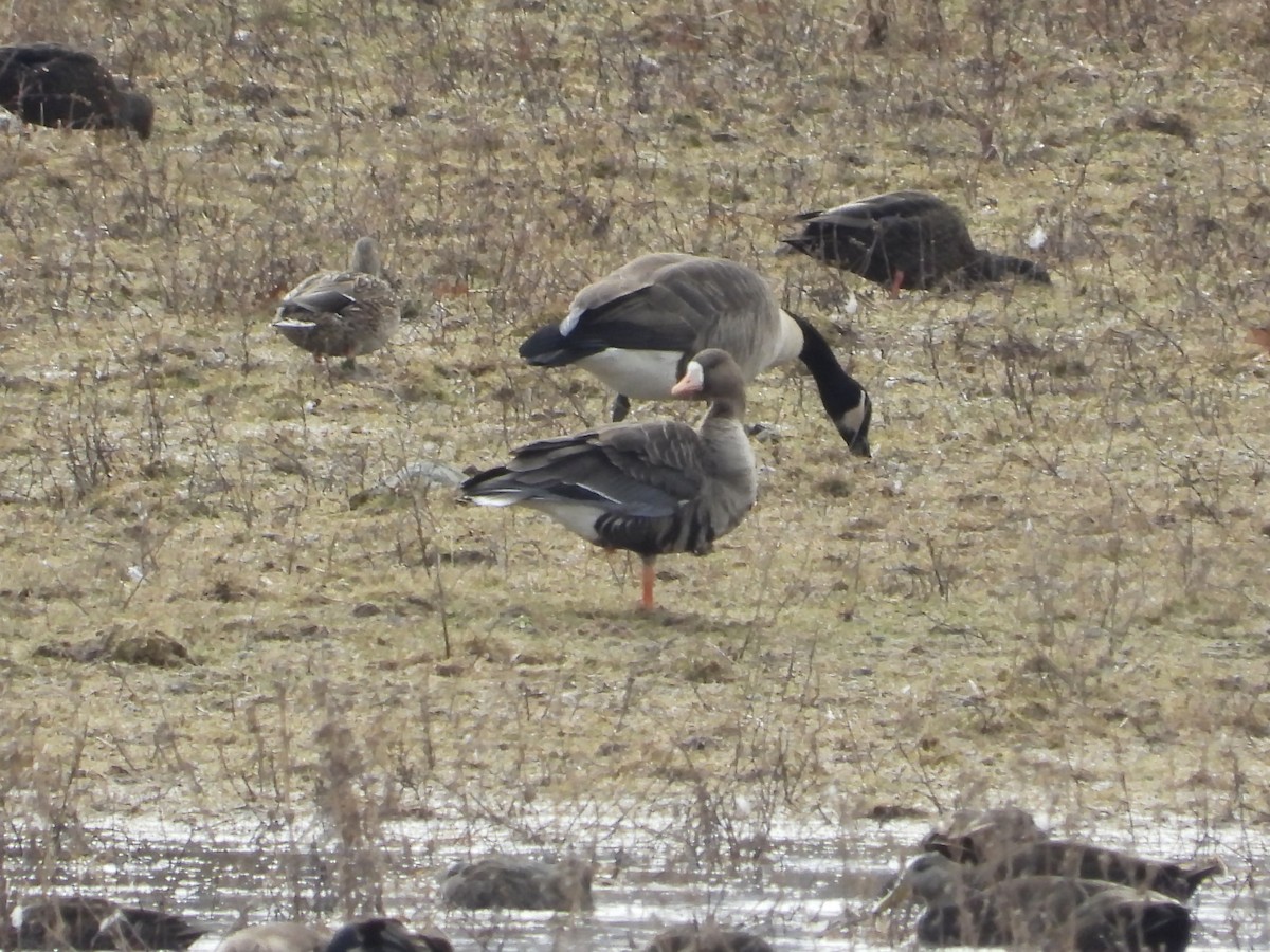 eBird Checklist - 13 Jan 2024 - Wallkill Valley Rail Trail, Denniston ...