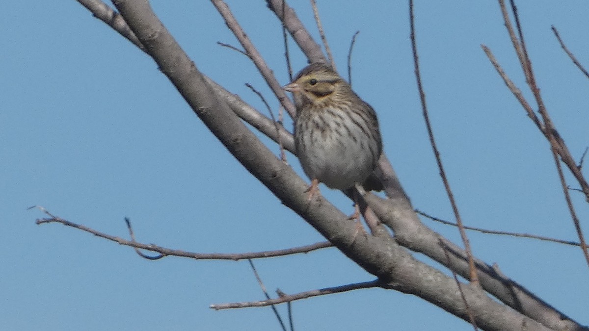Savannah Sparrow - ML613468127