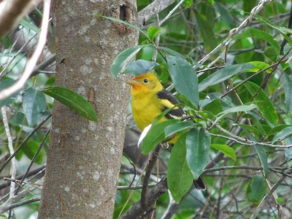 Western Tanager - ML613468292