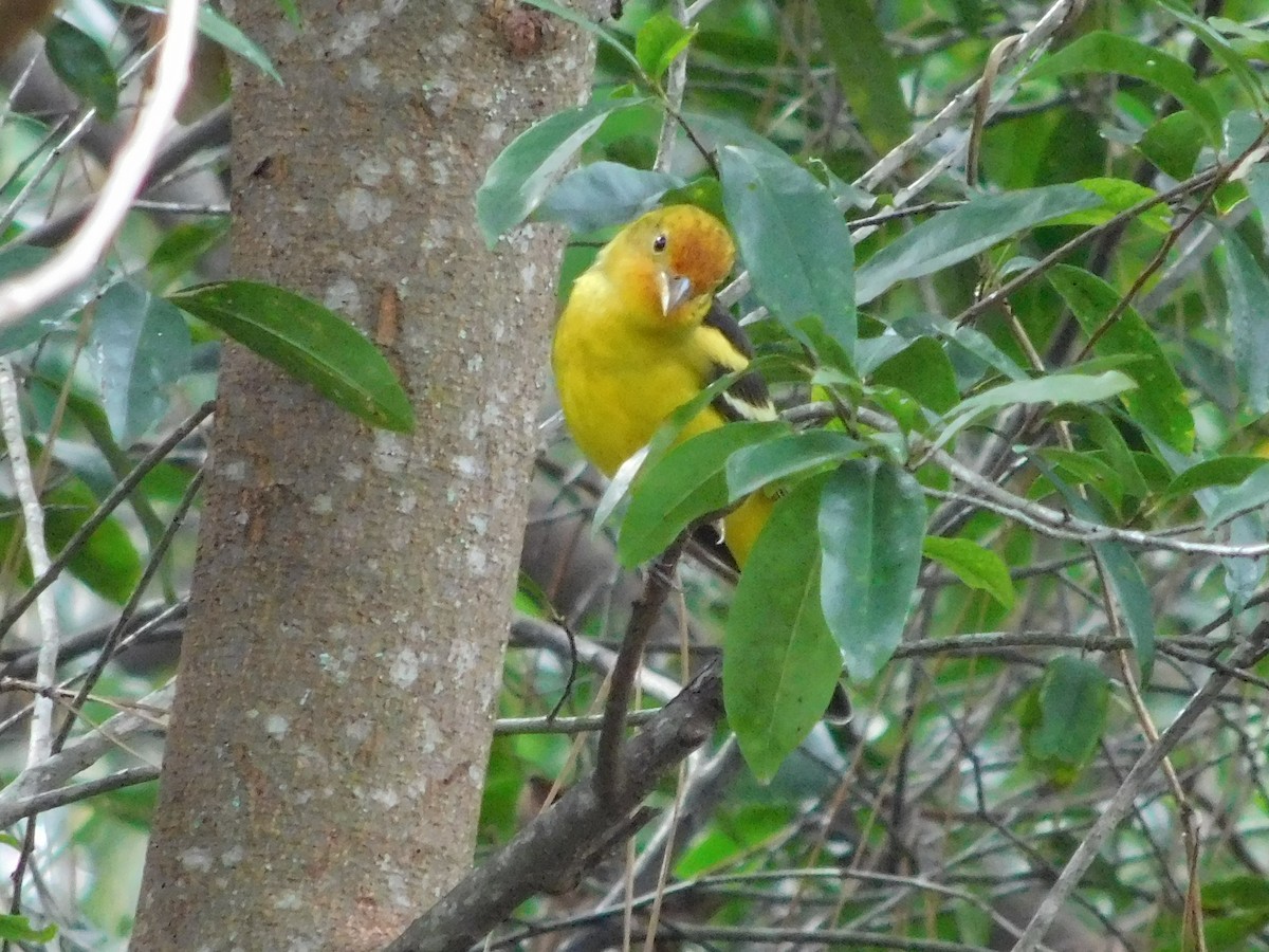 Western Tanager - ML613468293