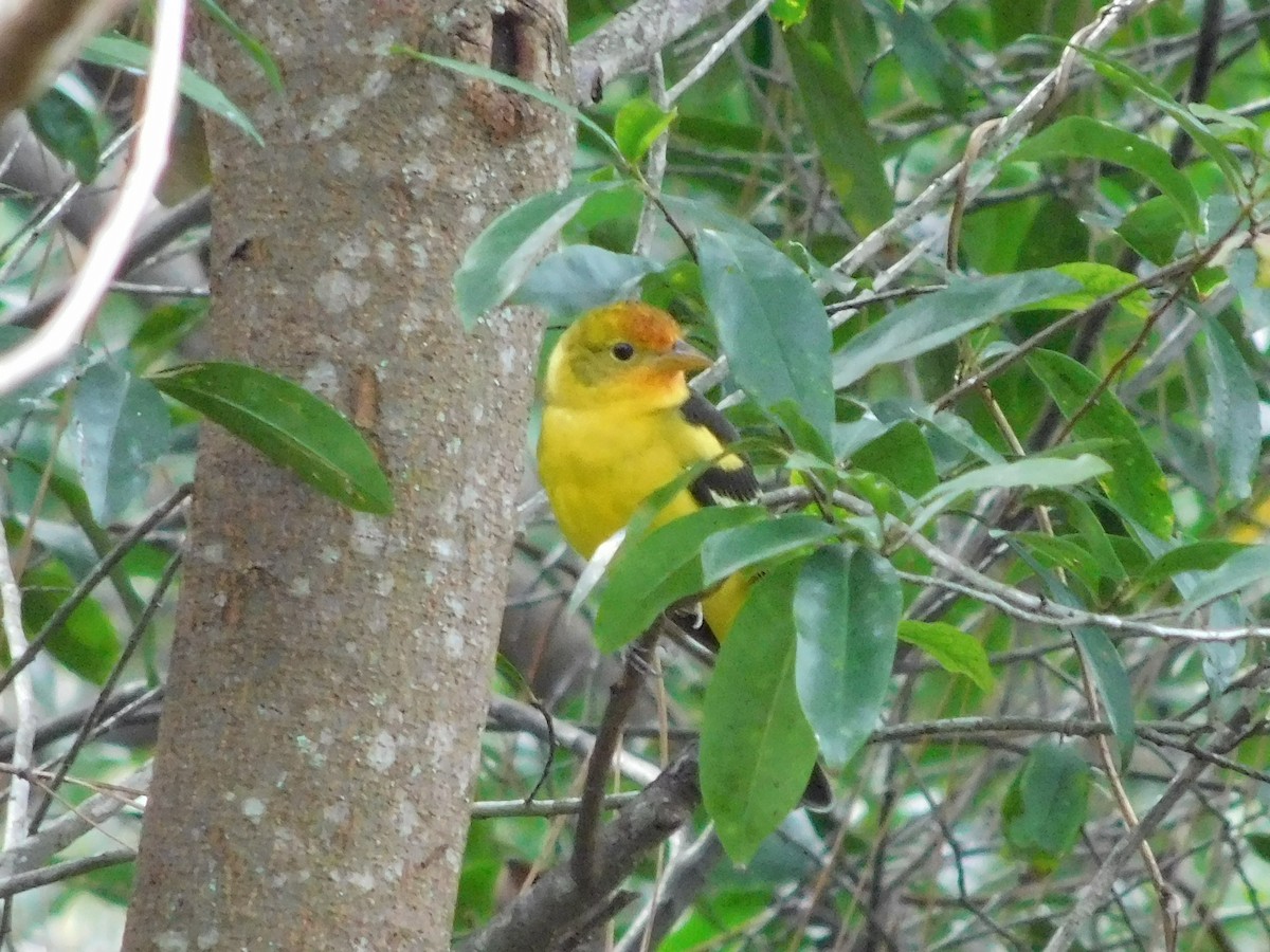 Western Tanager - ML613468294