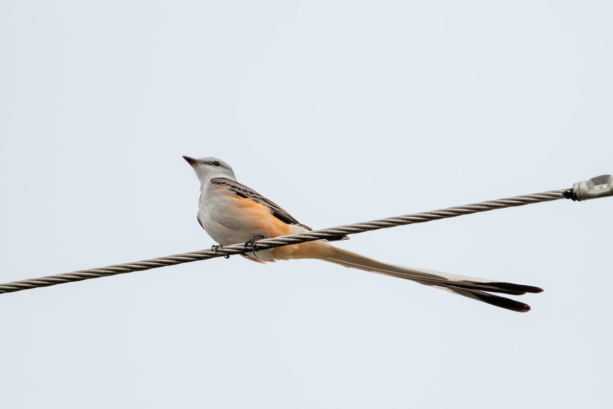 eBird Checklist 13 Jan 2024 Point Rd, Pahokee 1 species