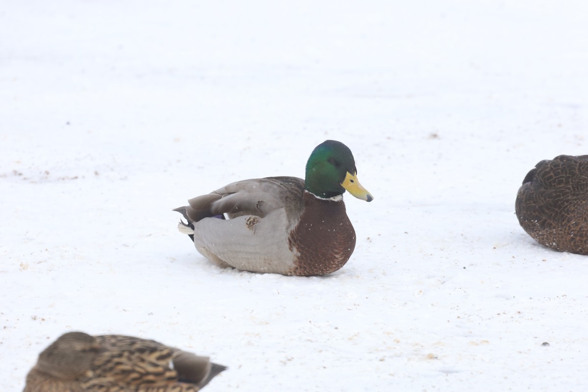 EBird Checklist 13 Jan 2024 Sears Parking Lot 6 Species   1200