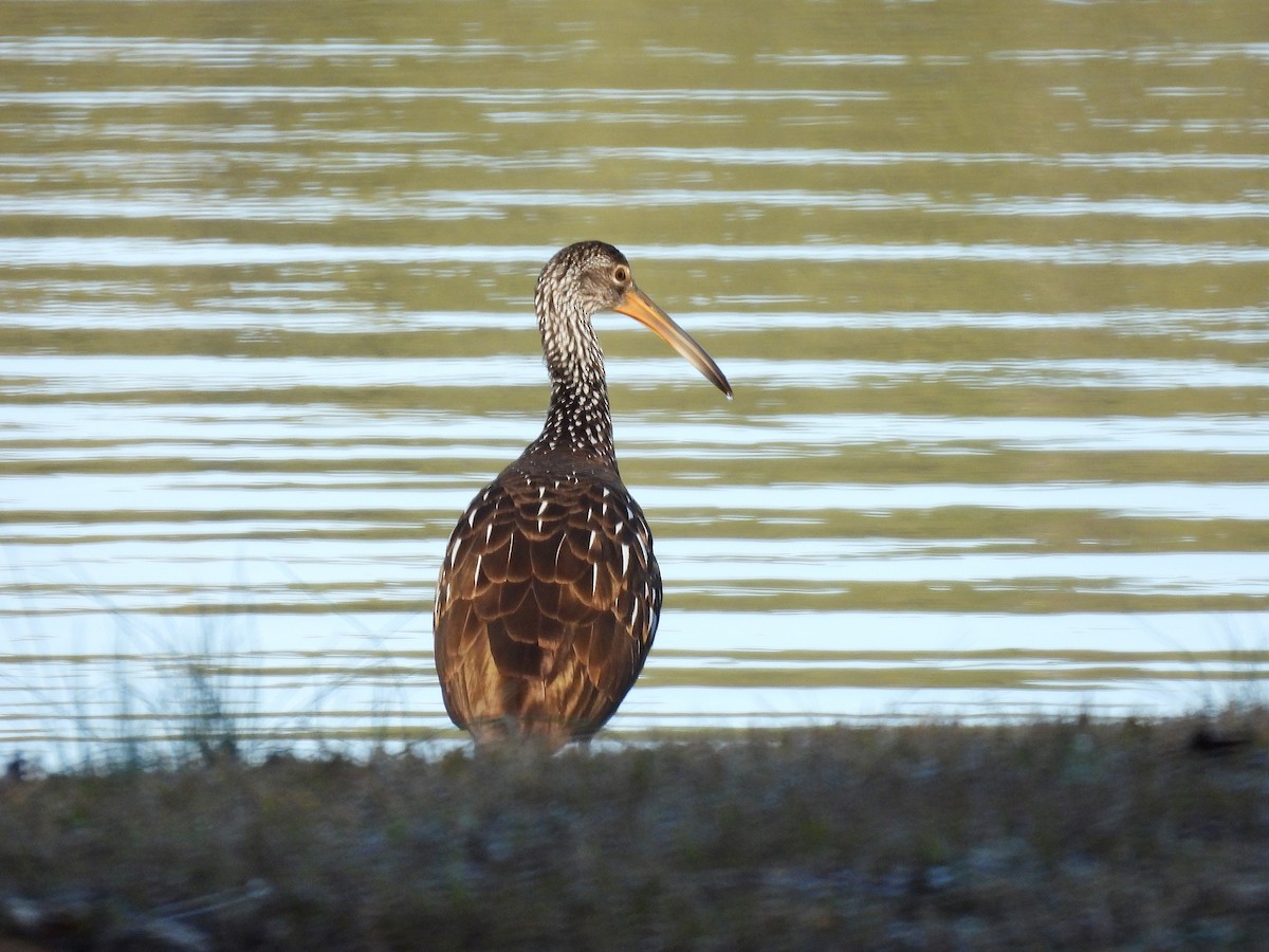 Limpkin - Tom and/or Colleen Becker