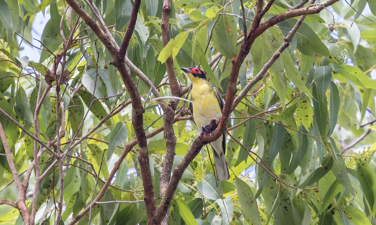 Australasian Figbird - ML613469140