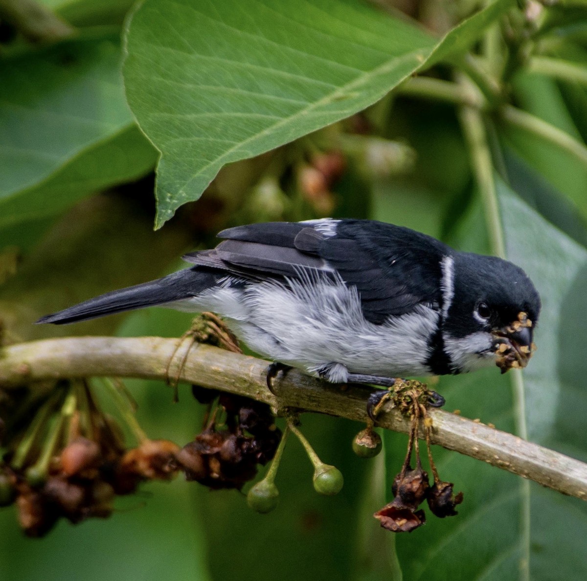 Variable Seedeater - ML613469158