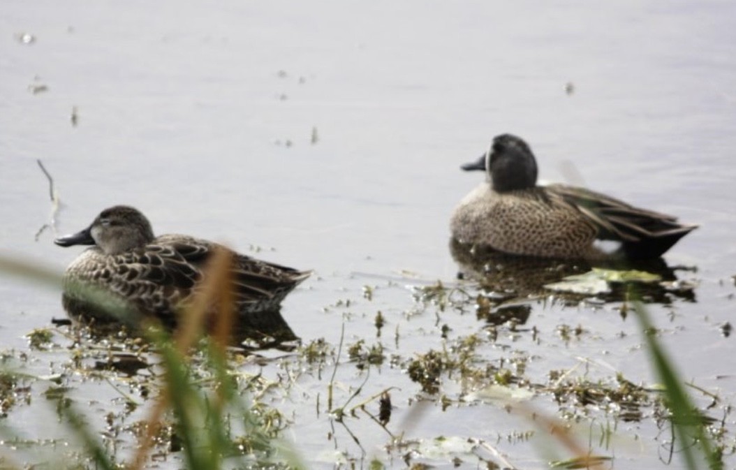 EBird Checklist 13 Jan 2024 Lake Apopka Wildlife Drive 29 Species   1200