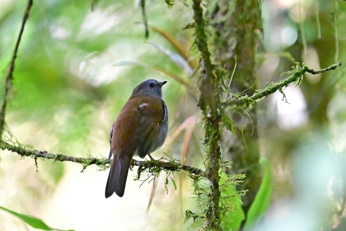 Andean Solitaire - Eileen Gibney