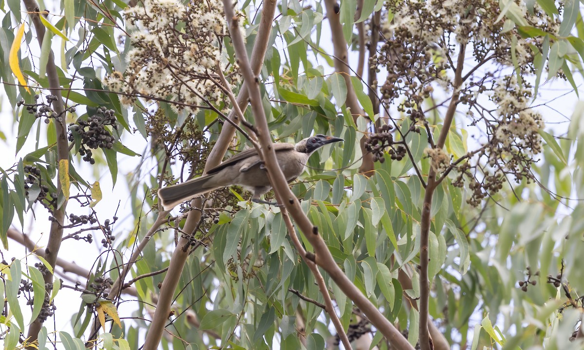 Helmeted Friarbird (Hornbill) - ML613469791