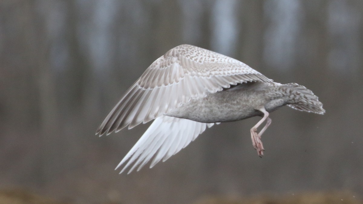 Iceland Gull (Thayer's) - Kevin McGowan
