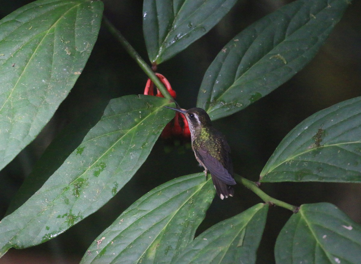 Speckled Hummingbird (maculata) - ML613469872