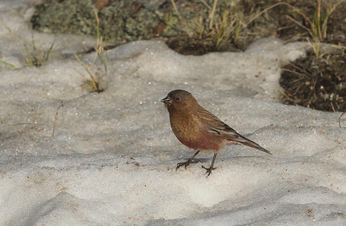 Brown-capped Rosy-Finch - Ben Barkley