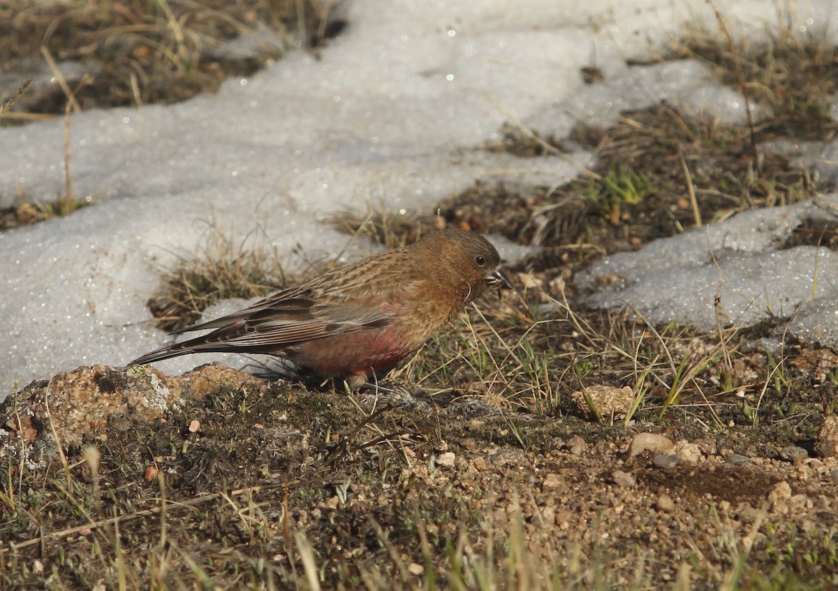 Brown-capped Rosy-Finch - ML613469877