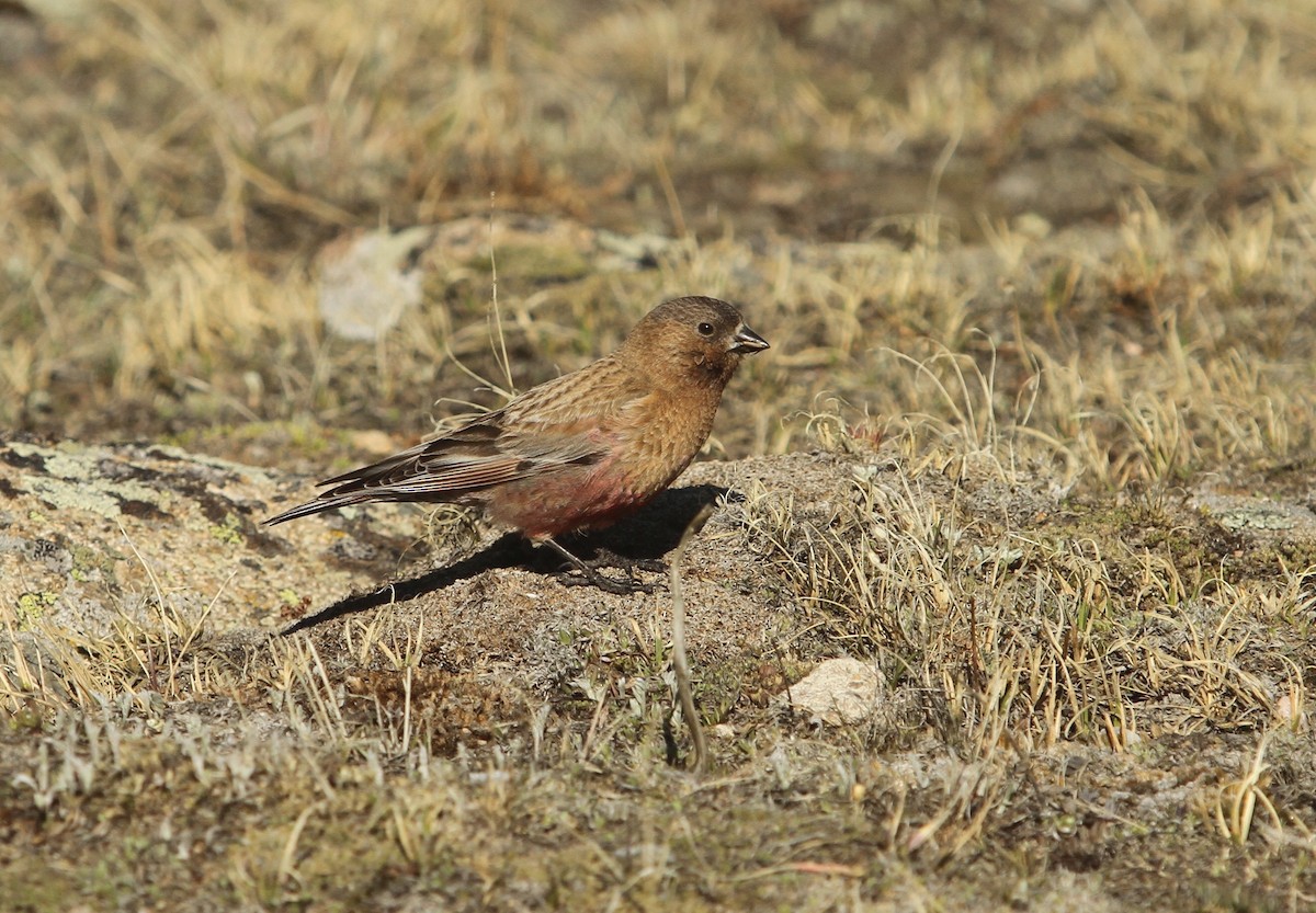 Brown-capped Rosy-Finch - ML613469878