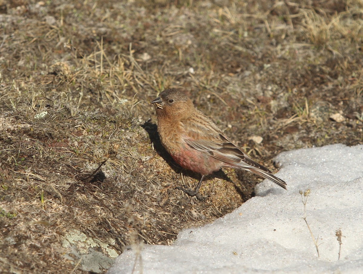 Brown-capped Rosy-Finch - Ben Barkley