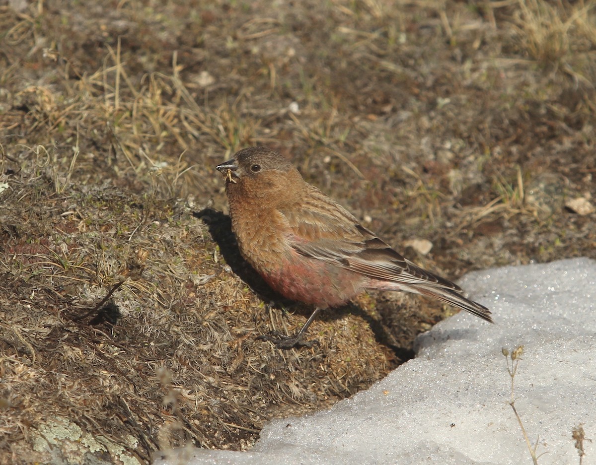 Brown-capped Rosy-Finch - ML613469880