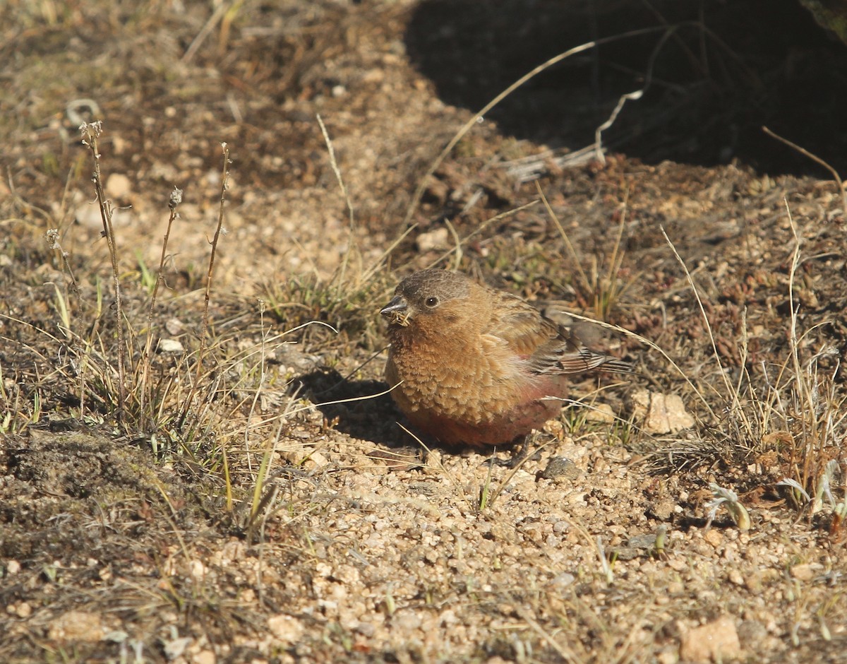 Brown-capped Rosy-Finch - ML613469881