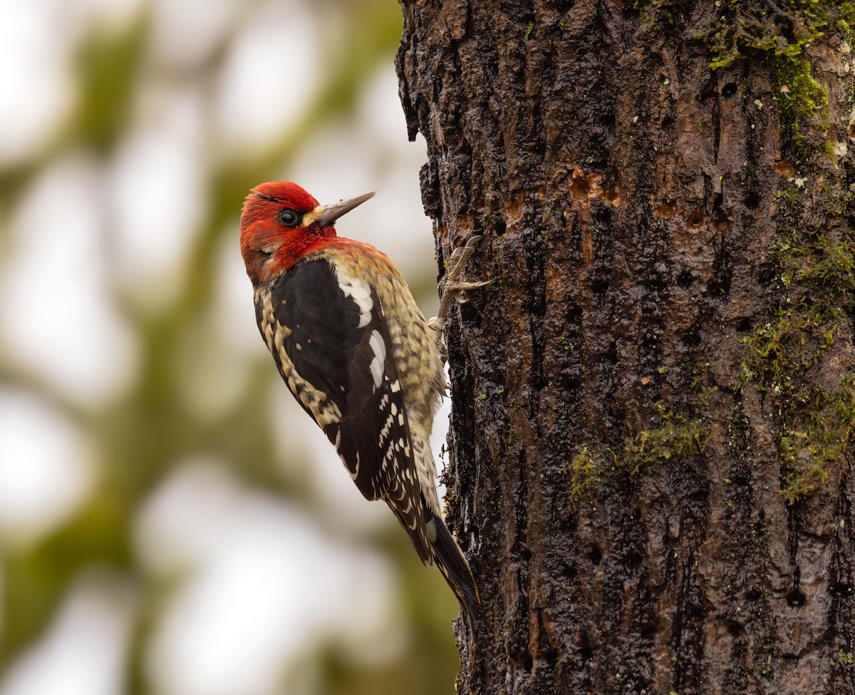 Red-breasted Sapsucker - ML613469950
