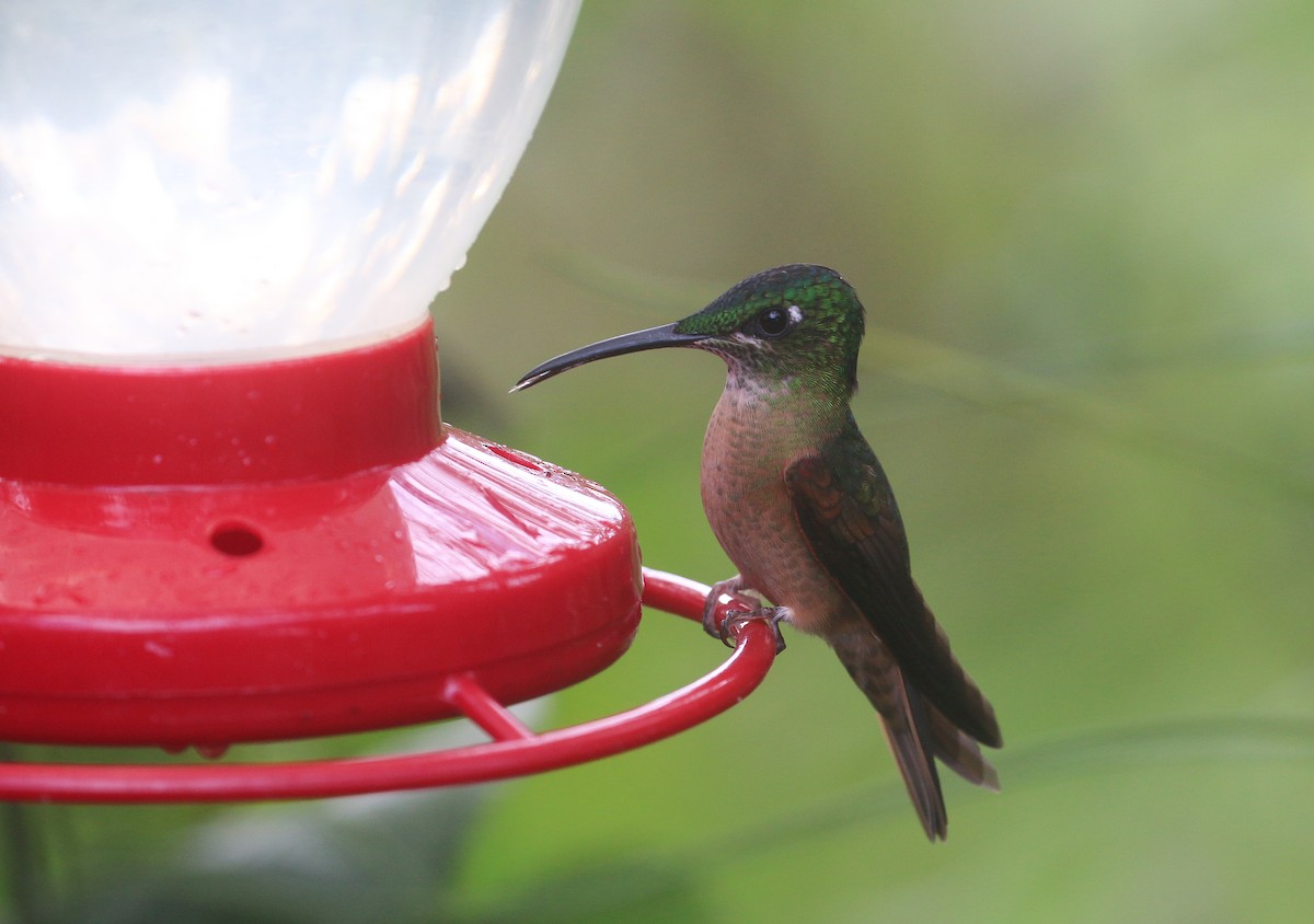 kolibřík hnědobřichý - ML613470463