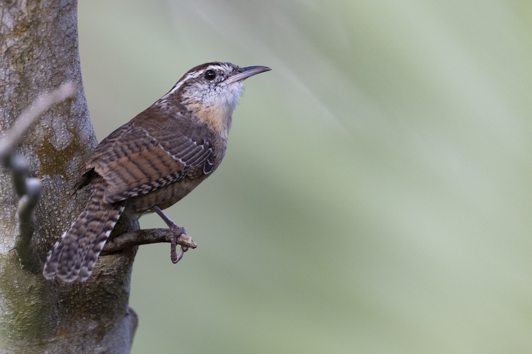 Saltapared de Carolina (grupo berlandieri) - eBird
