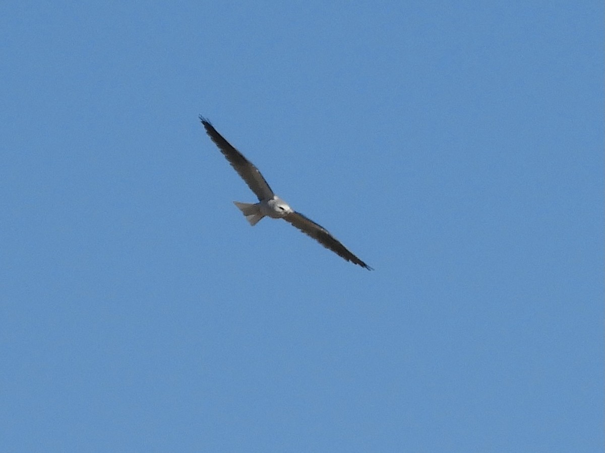 White-tailed Kite - ML613470720