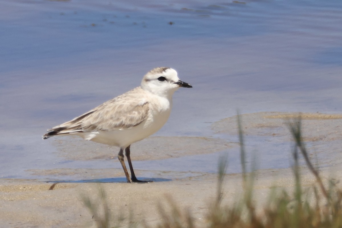 White-fronted Plover - ML613471043
