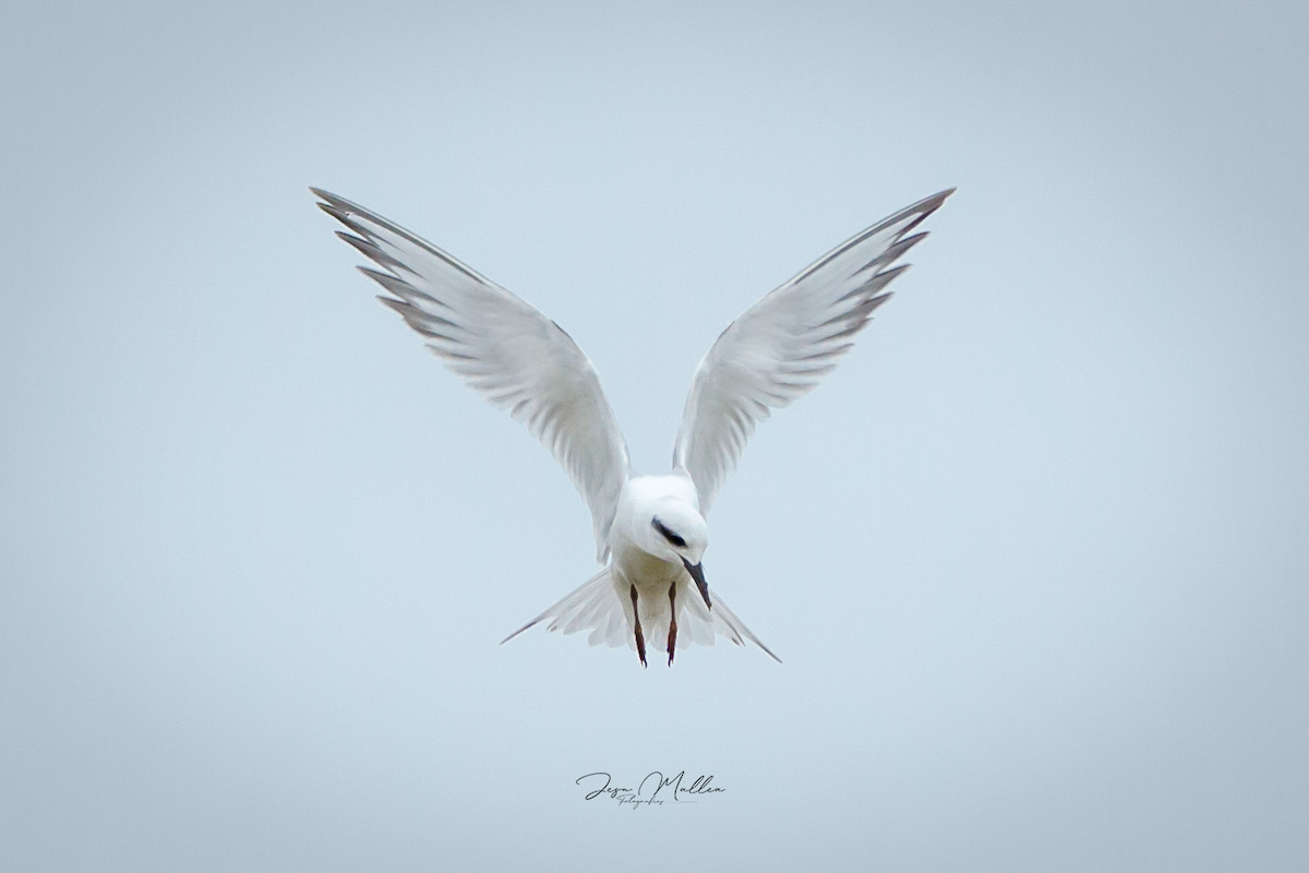 Snowy-crowned Tern - ML613471111