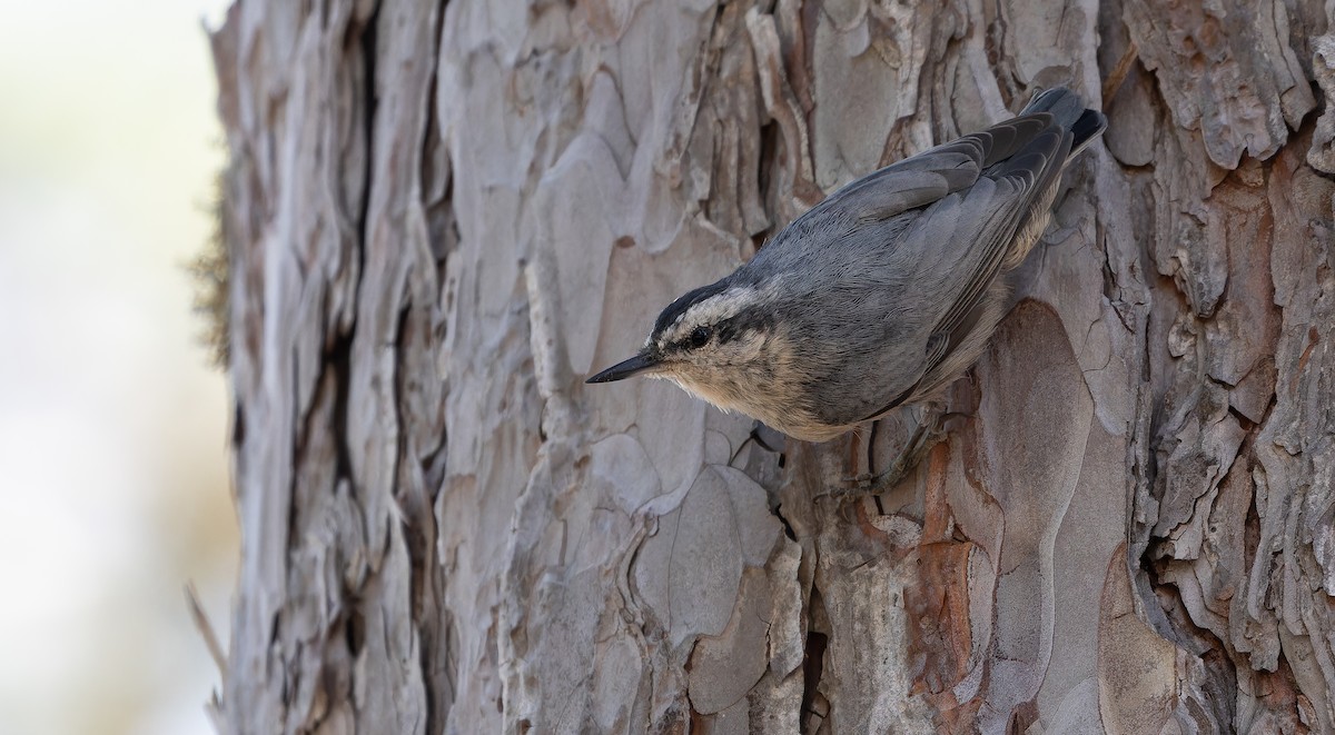 Corsican Nuthatch - ML613471214