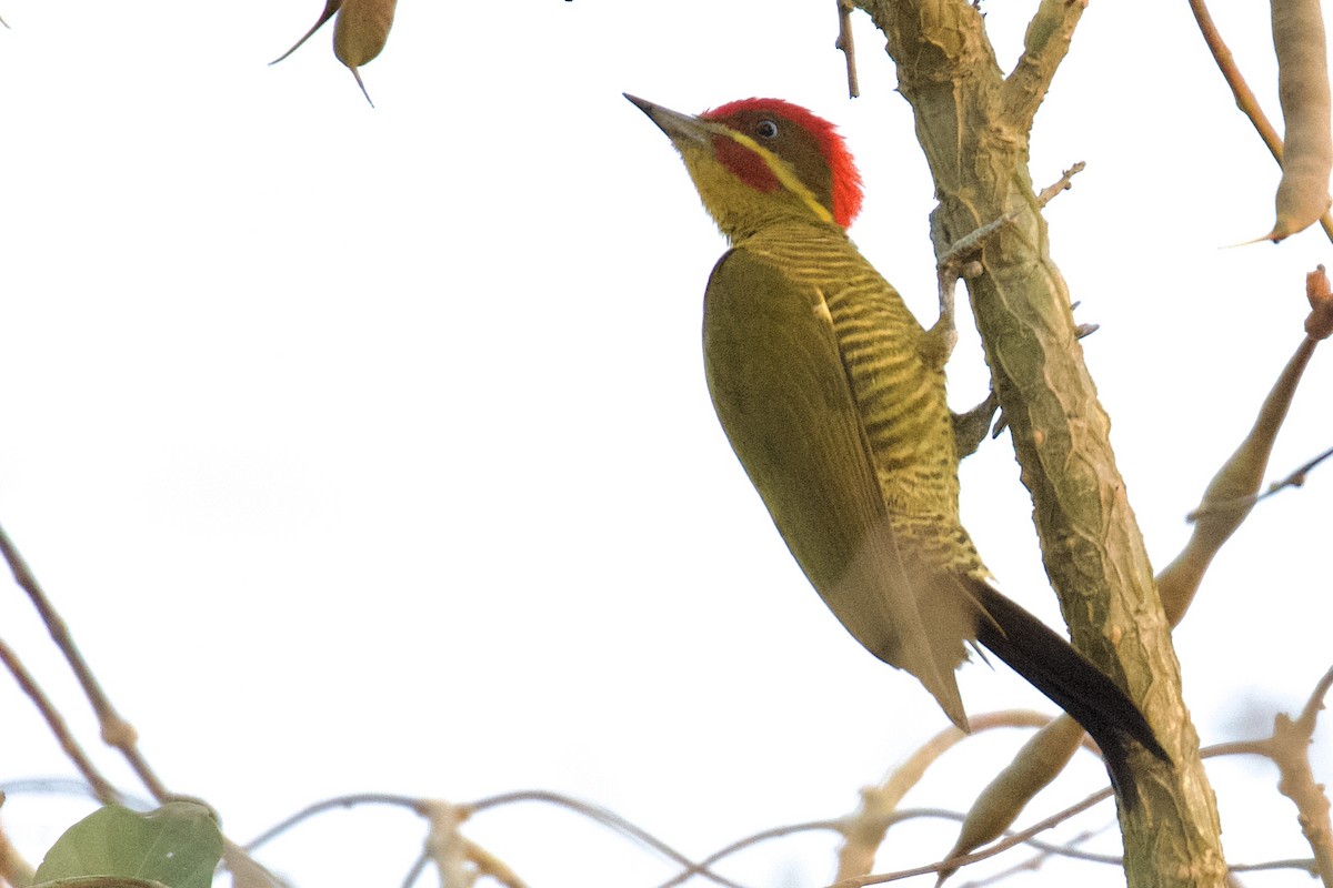 Golden-green Woodpecker (Golden-green) - ML613471234
