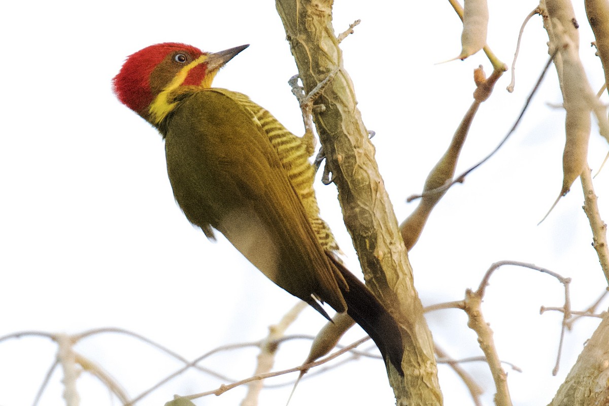 Golden-green Woodpecker (Golden-green) - ML613471254