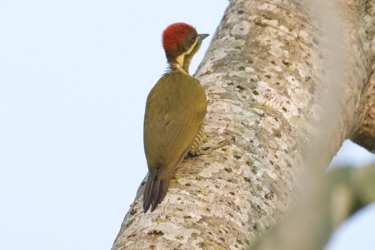 Golden-green Woodpecker (Golden-green) - ML613471259