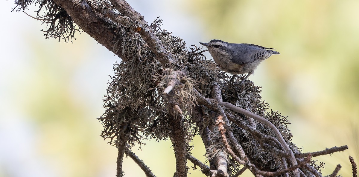Corsican Nuthatch - ML613471273
