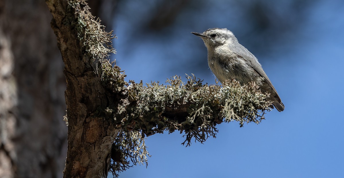Corsican Nuthatch - ML613471289