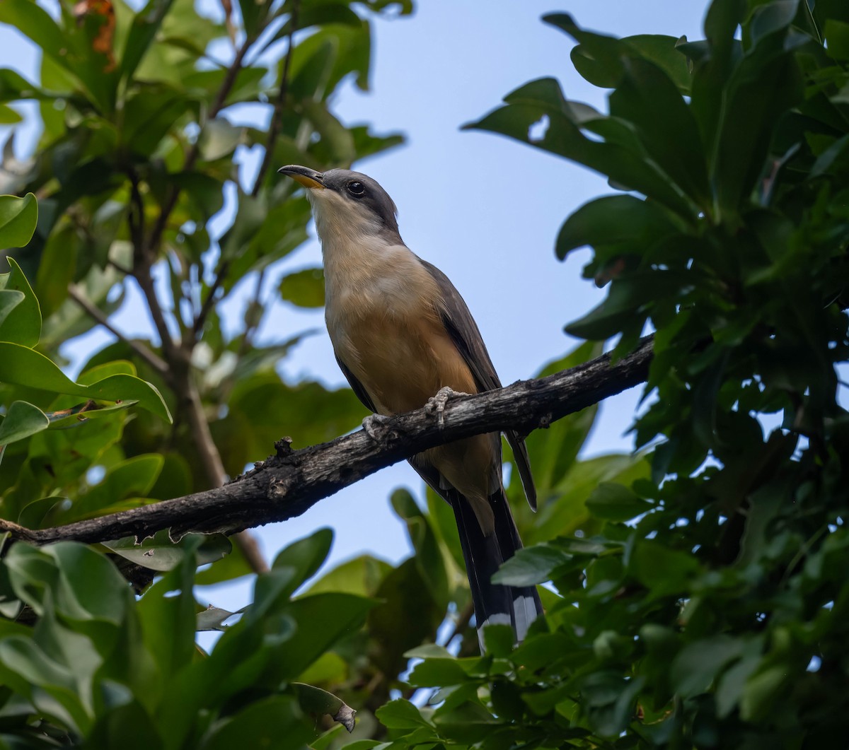 Mangrove Cuckoo - ML613471409