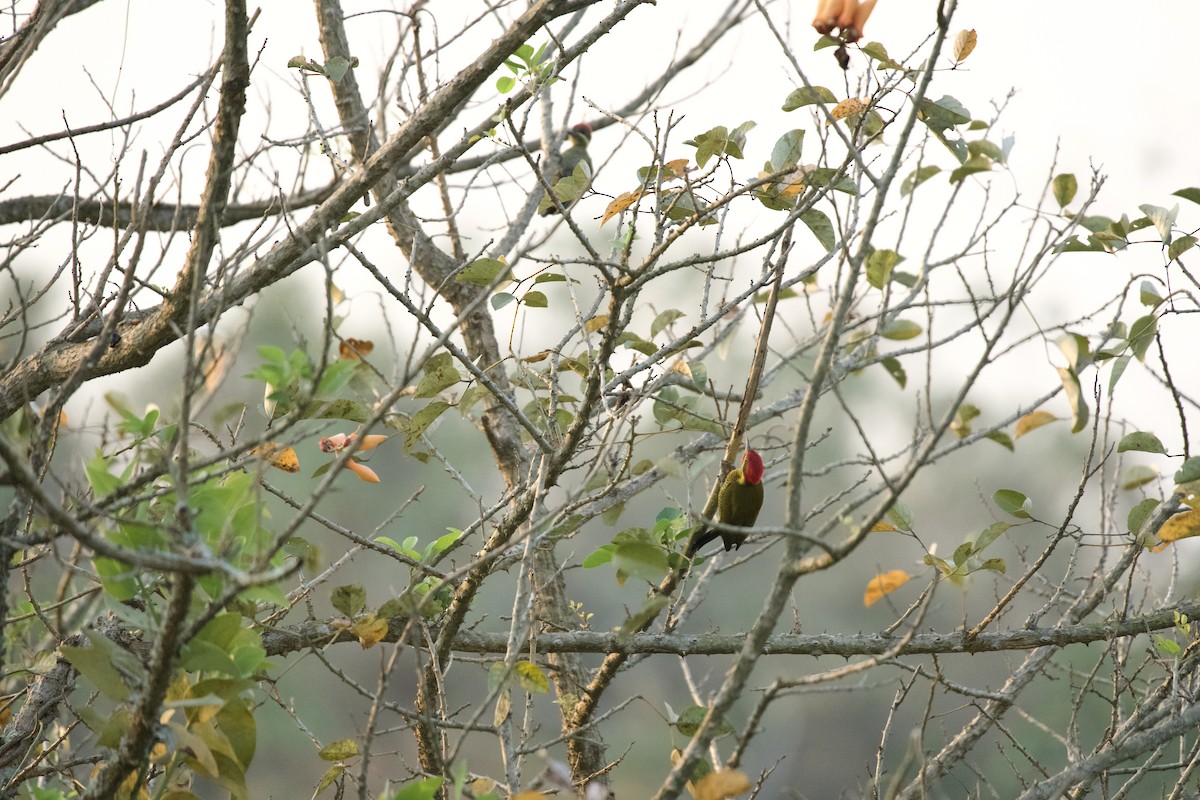Golden-green Woodpecker (Golden-green) - ML613471540