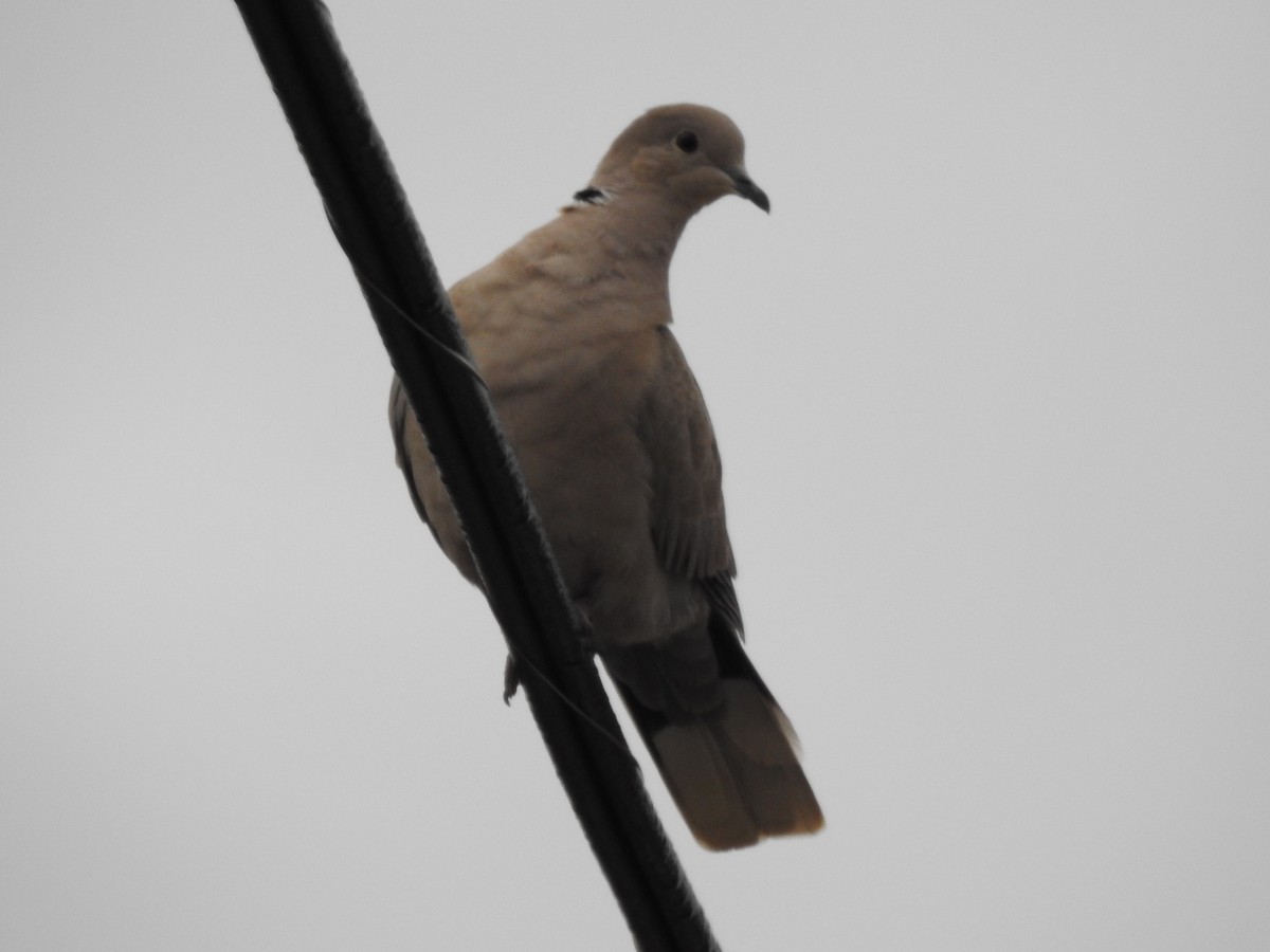 Eurasian Collared-Dove - ML613471678