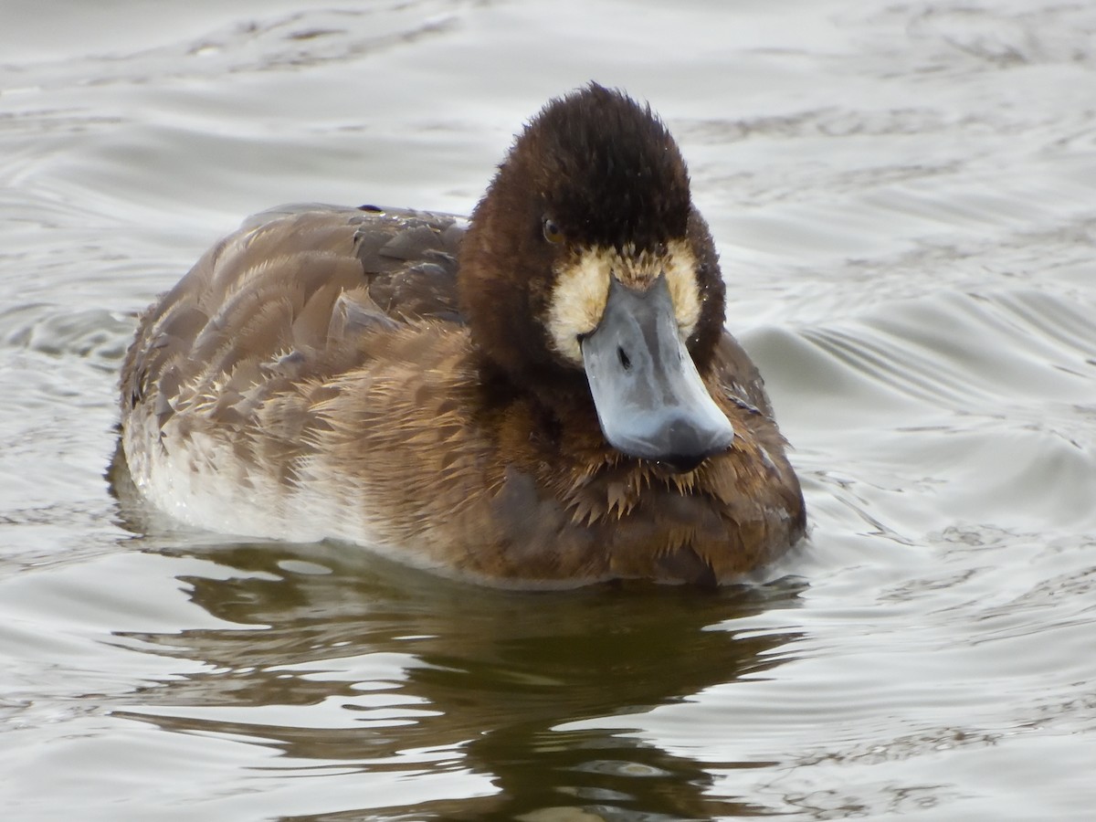 Greater Scaup - ML613471871