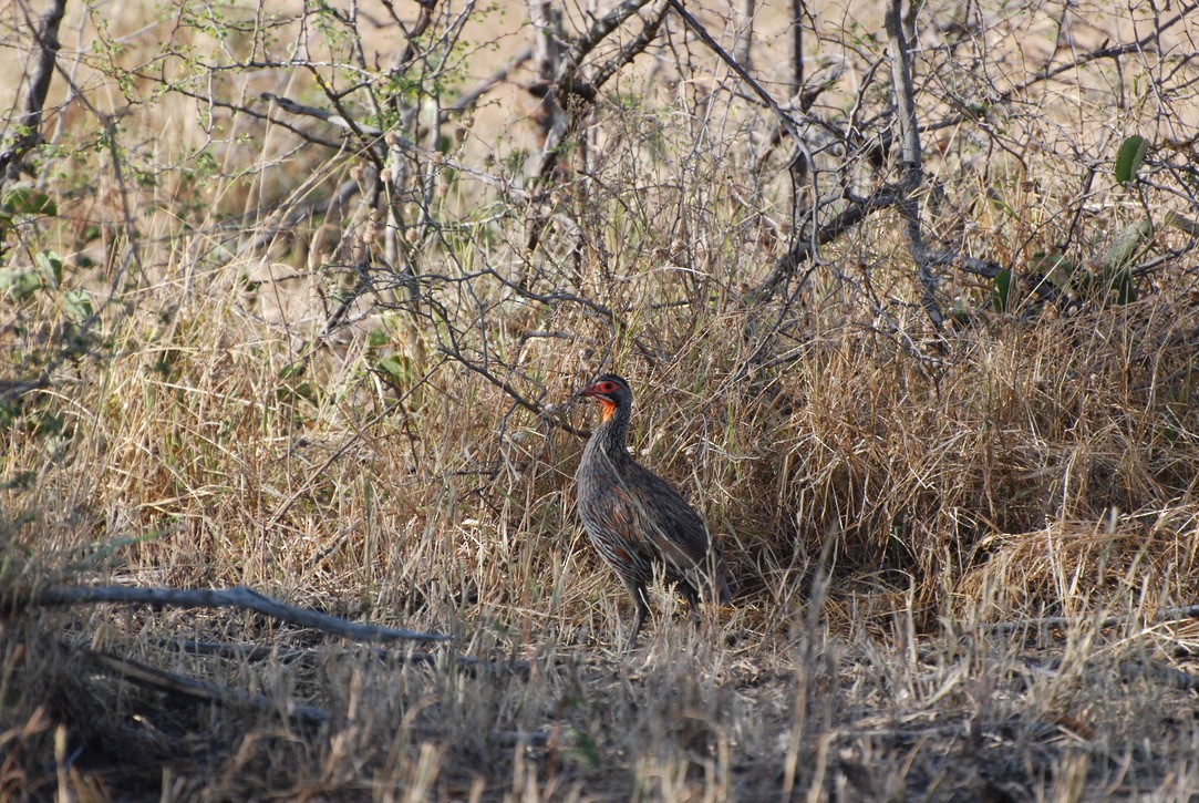 Gray-breasted Spurfowl - Anonymous