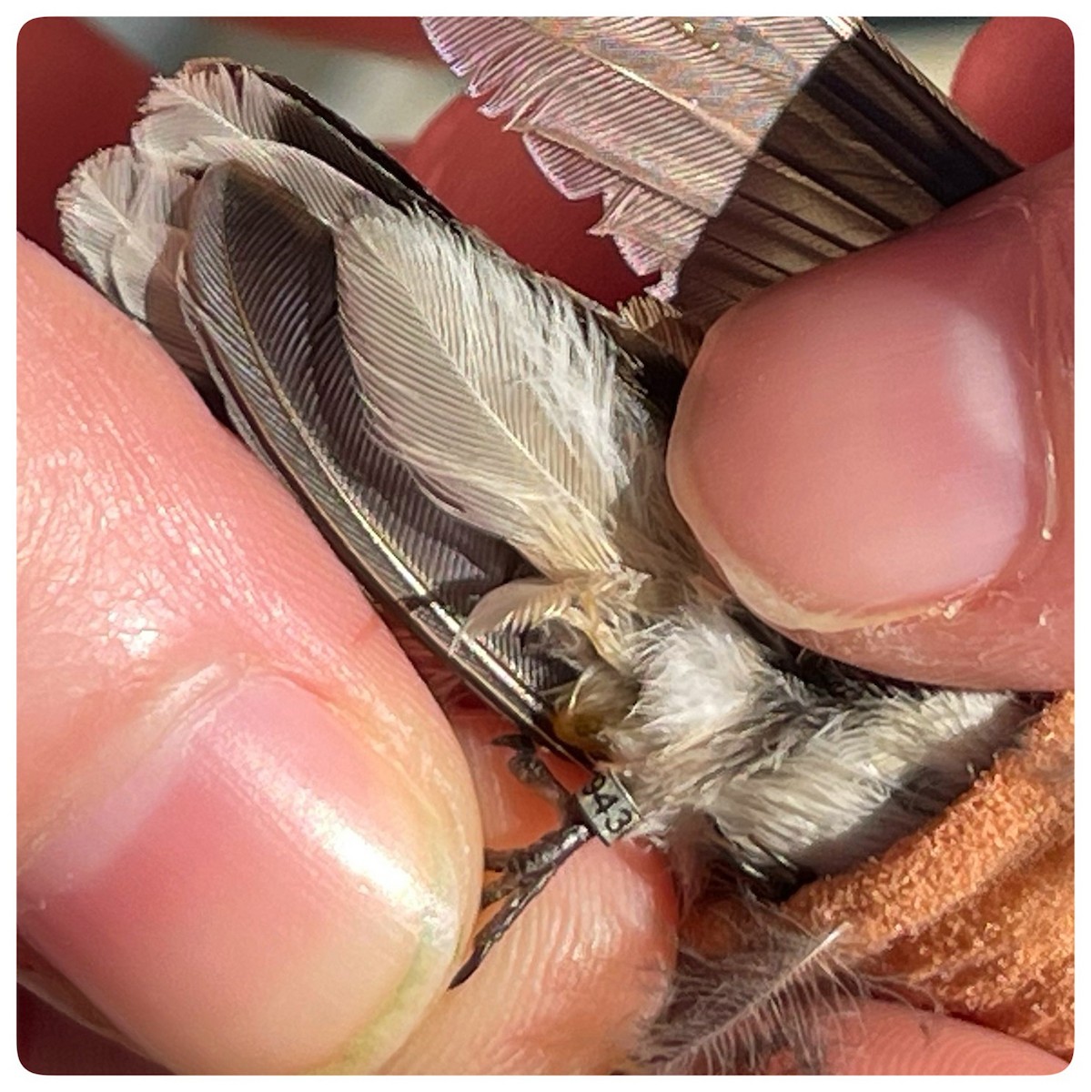Black-chinned Hummingbird - ML613472195