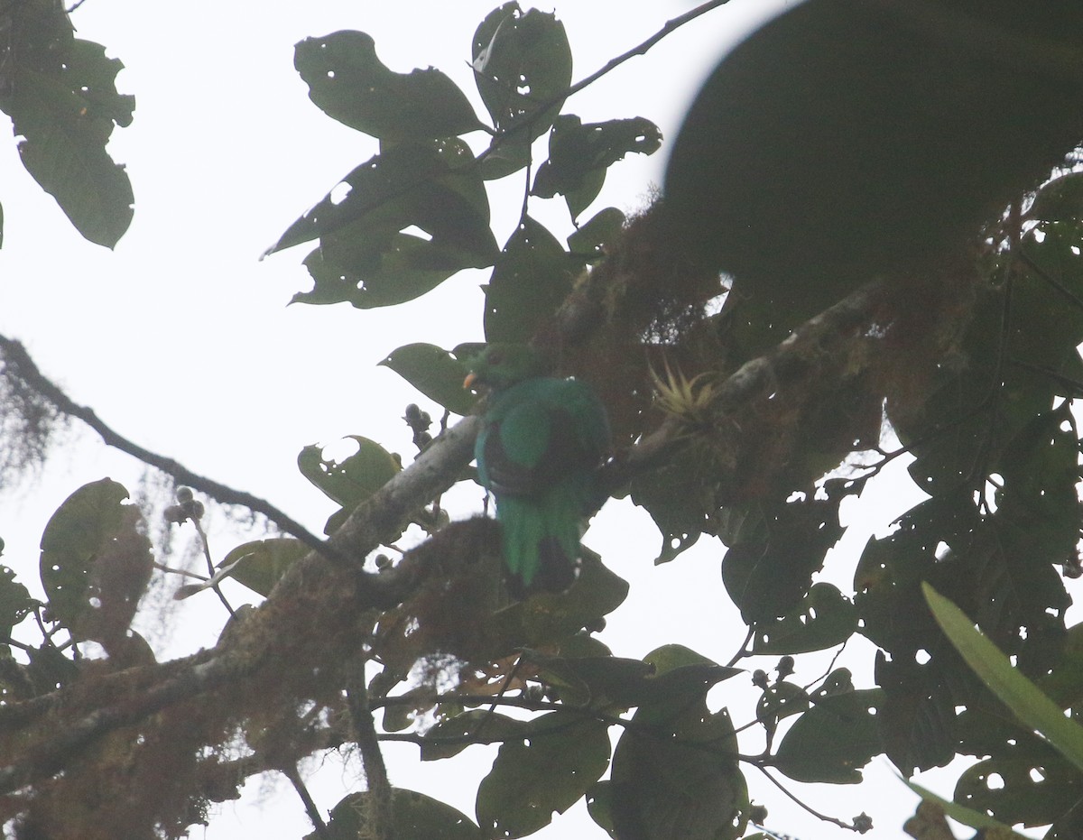 Crested Quetzal - ML613472205