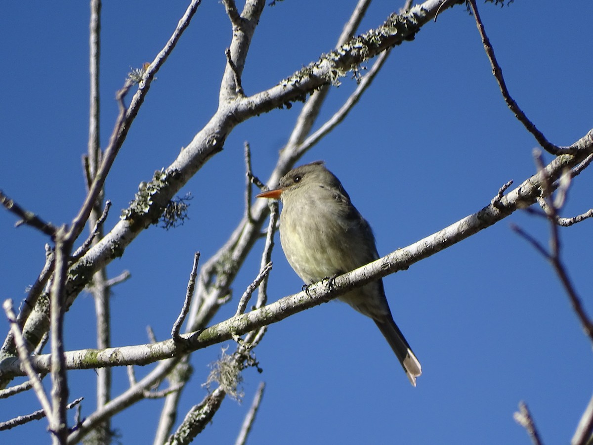 Greater Pewee - ML613472320