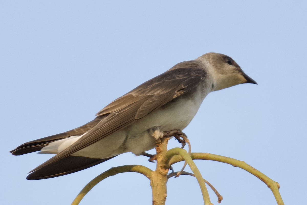 Brown-chested Martin (tapera) - ML613472348