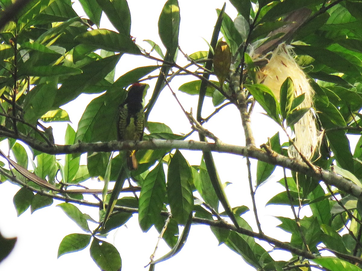 Yellow-spotted Barbet - ML613472671