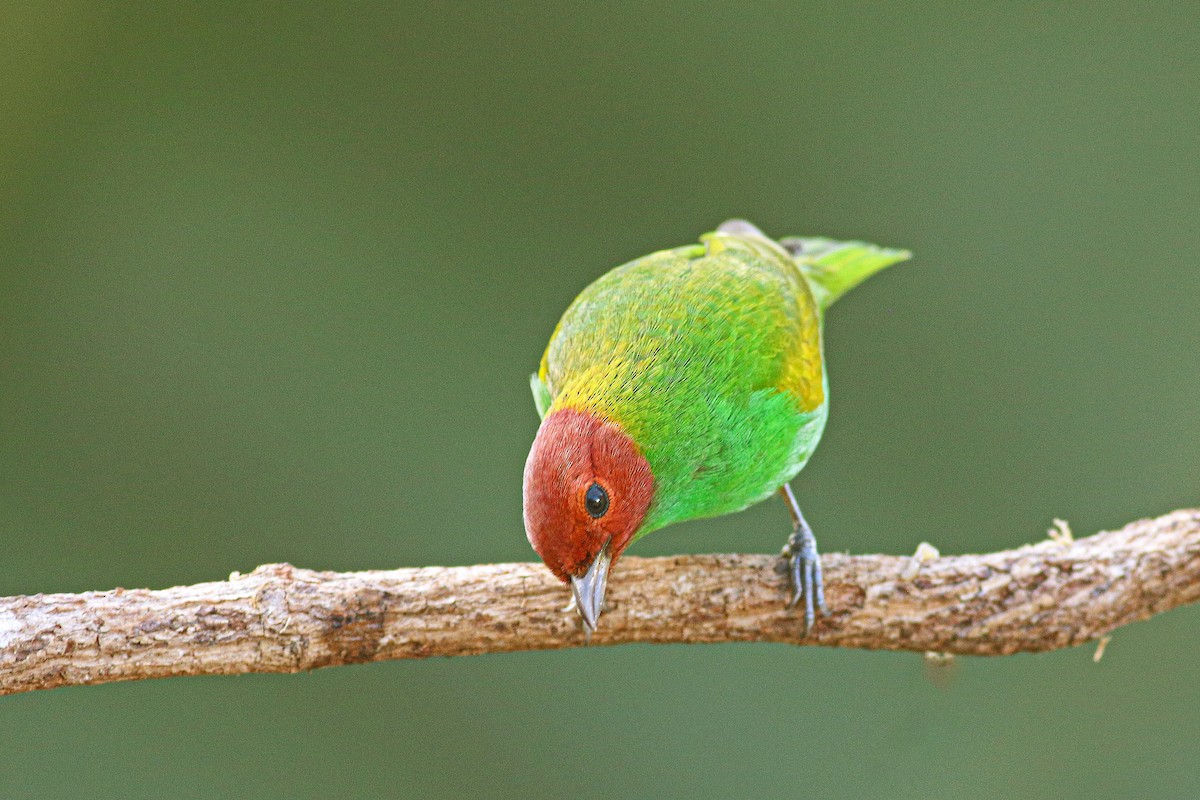 Bay-headed Tanager - ML613472697