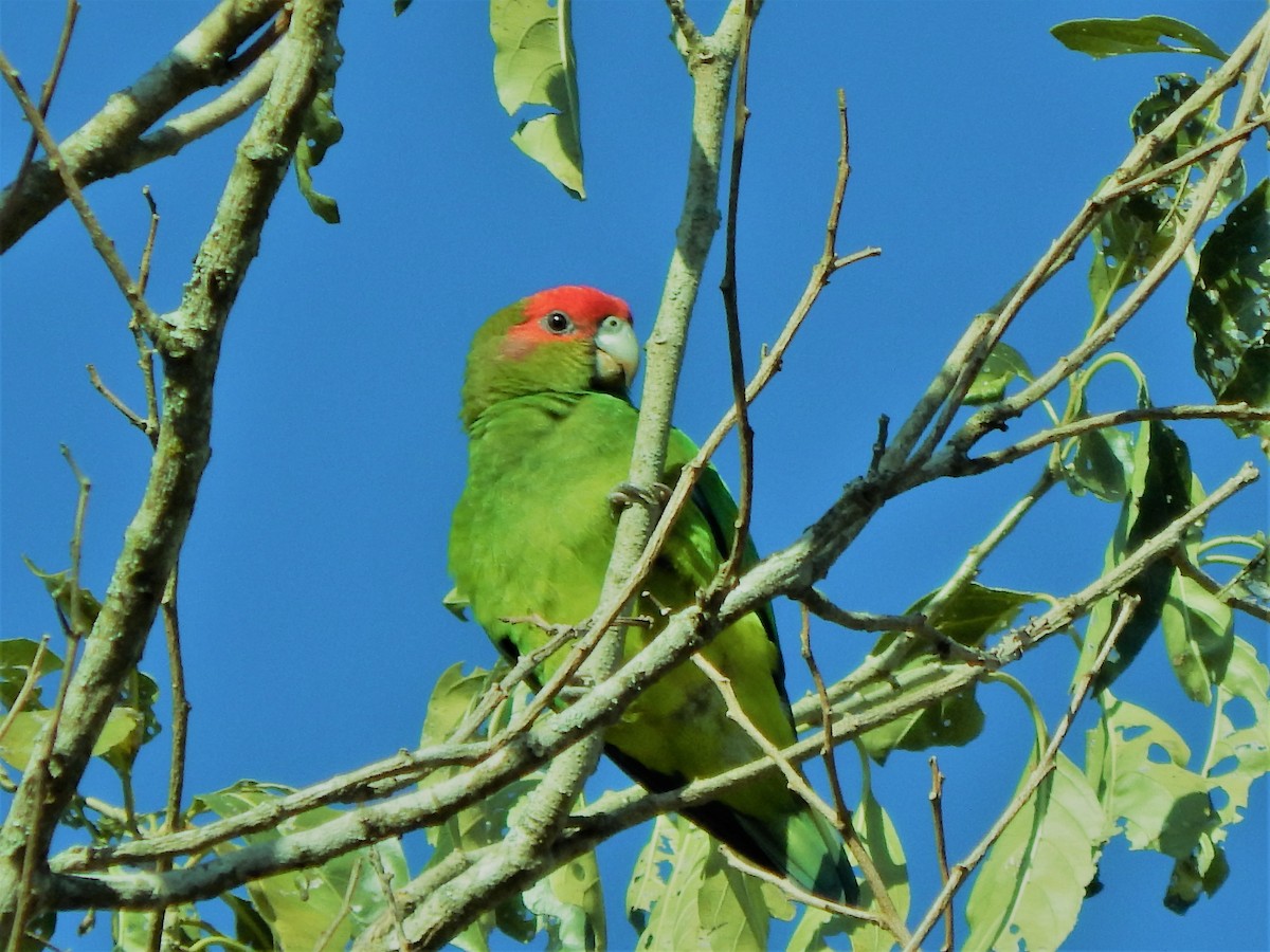 Pileated Parrot - ML613473044